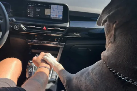 Dog placing paw on driver's hand inside a car on a sunny day, showing bond and companionship