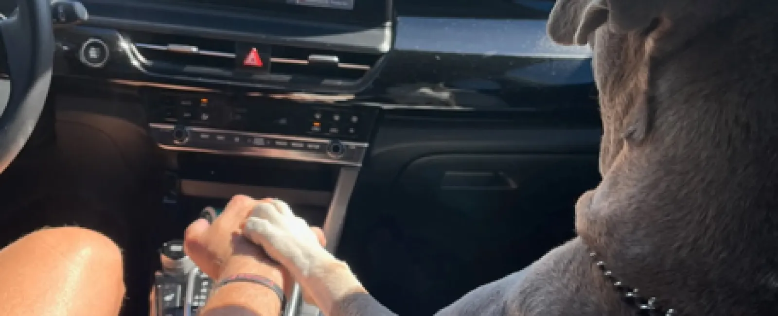 Dog placing paw on driver's hand inside a car on a sunny day, showing bond and companionship